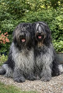 Schapendoes moeder Miske-Prins van de Roeskebeer en vader Ieniemienie Max Does van Reurik